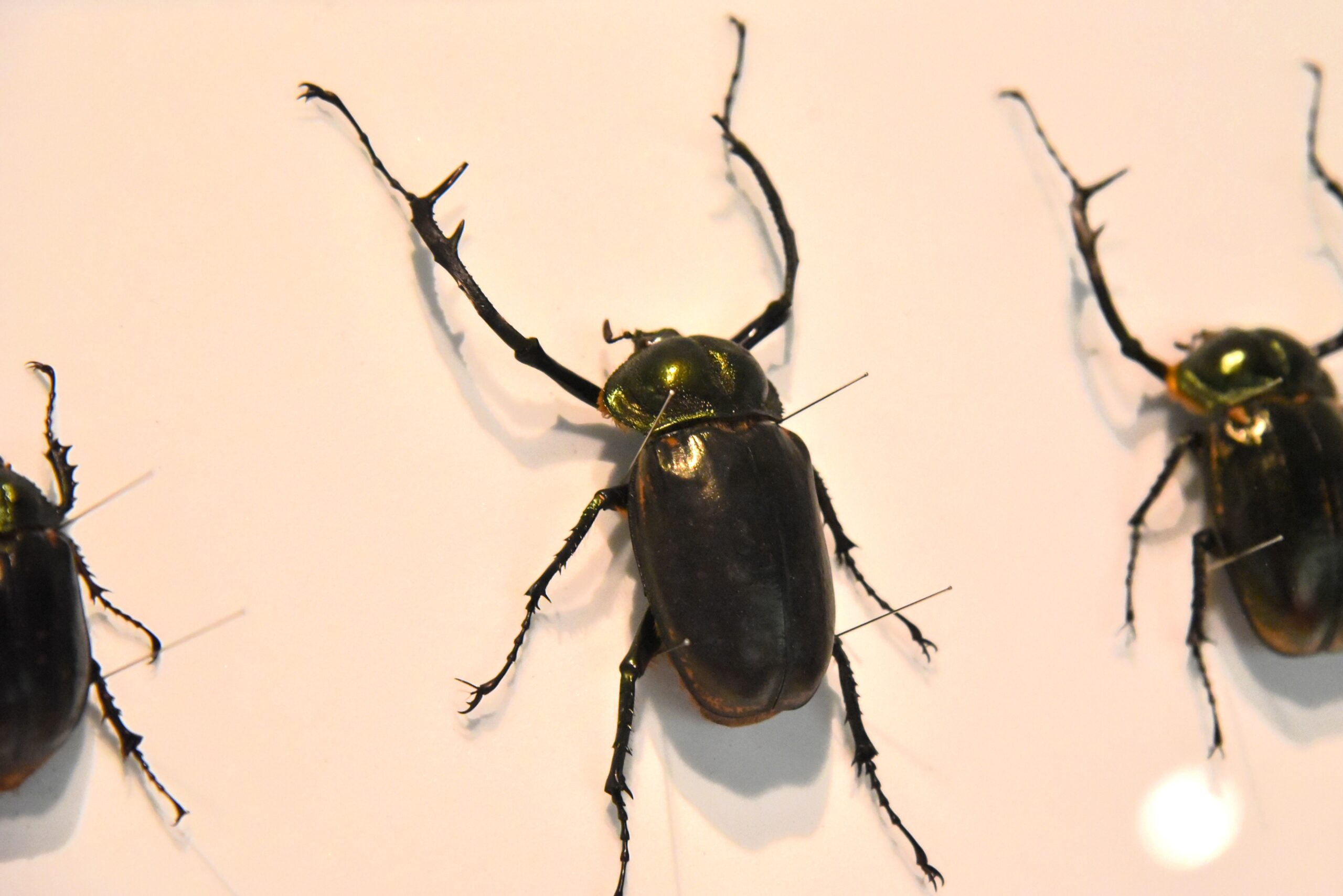 標本は大自然からの贈りもの「いのちのカタチ展―好奇心の標本箱