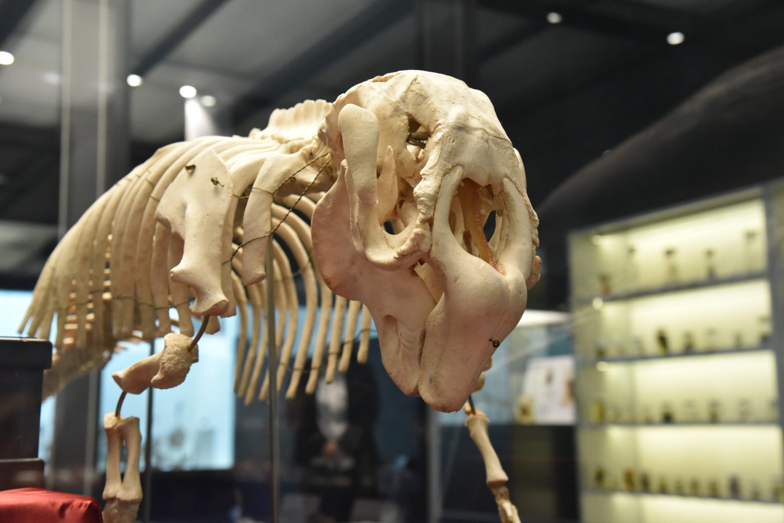 標本は大自然からの贈りもの「いのちのカタチ展―好奇心の標本箱