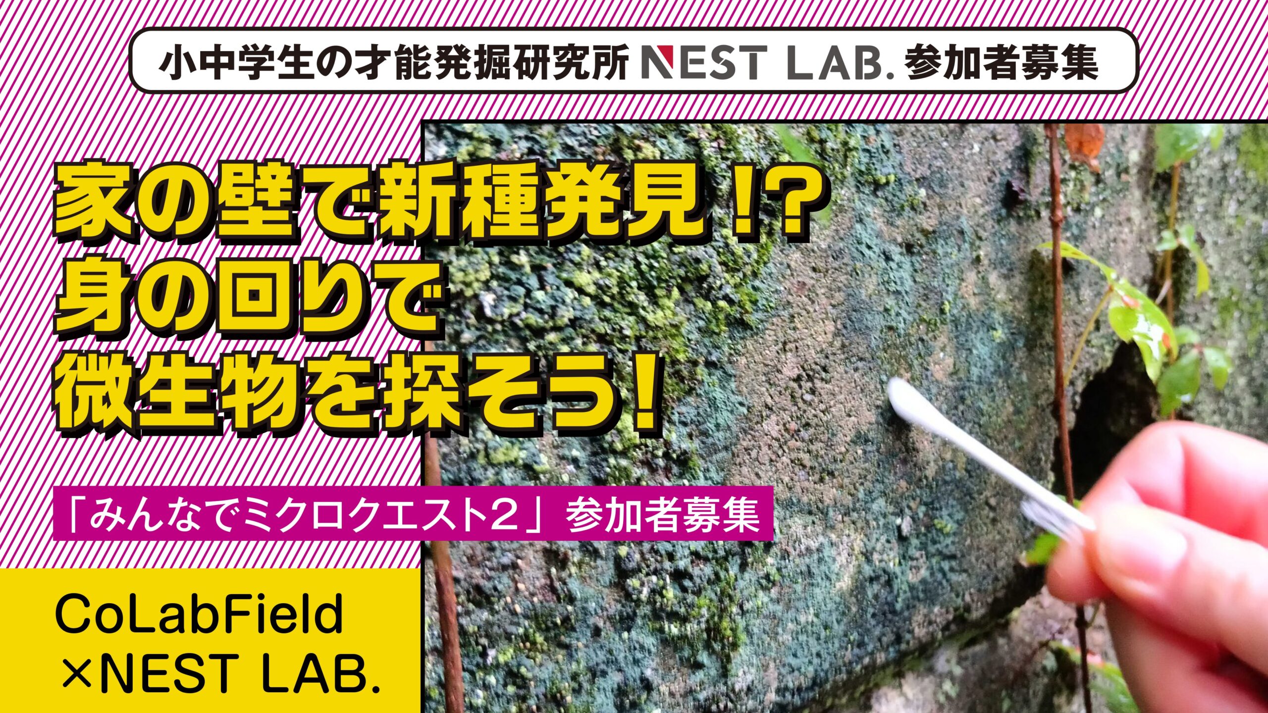 キミの家の壁に新種がいる!? 「みんなでミクロクエスト２」参加者大募集！【NEST LAB.】