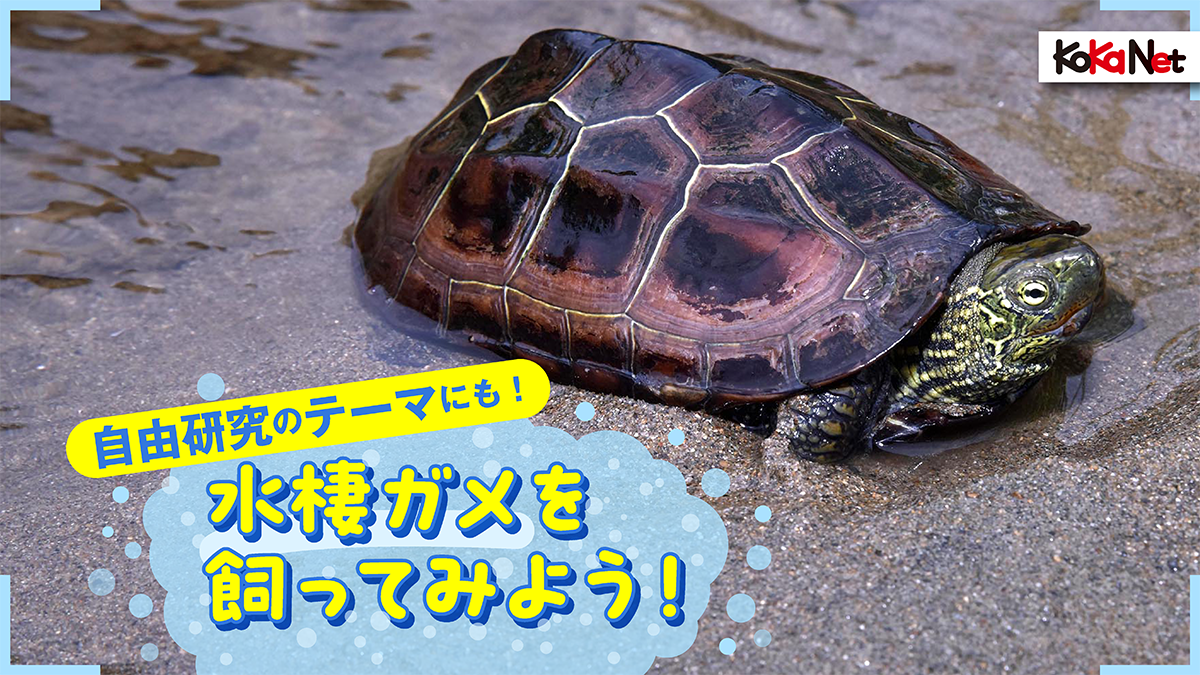 《自由研究のテーマにも！》水棲ガメを飼ってみよう！
