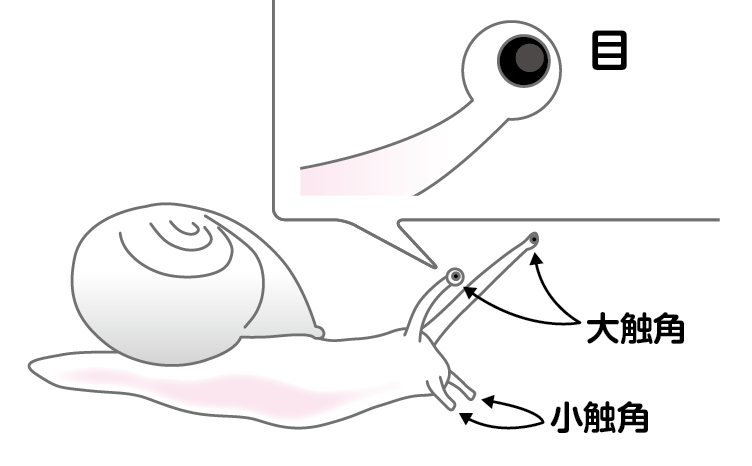 カタツムリの目はどこ