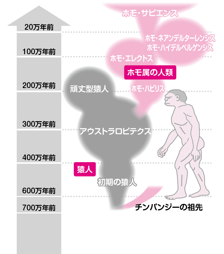 なぜ人間はこのように進化したのですか コカネット