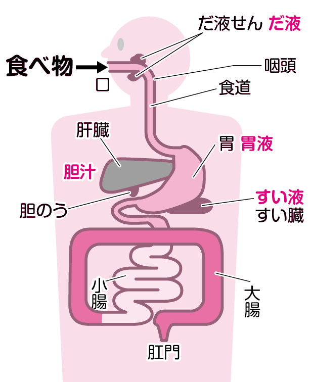 消化器は、なぜ食べ物を消化できるんですか？