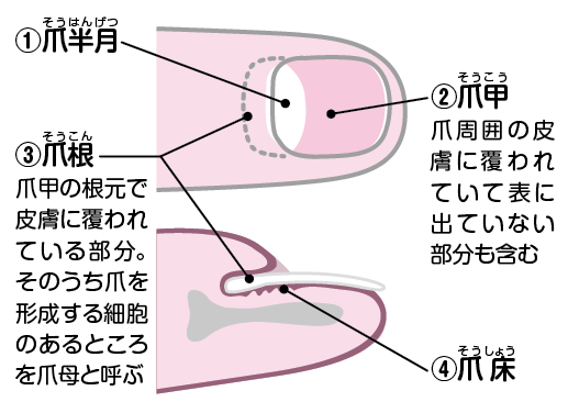 爪の根元部分はなぜ乳白色なの コカネット