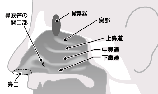 どうして鼻水は出るの コカネット