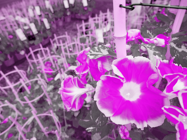 アサガオの花は 土がアルカリ性か酸性かで なぜ 色が変わるの コカネット